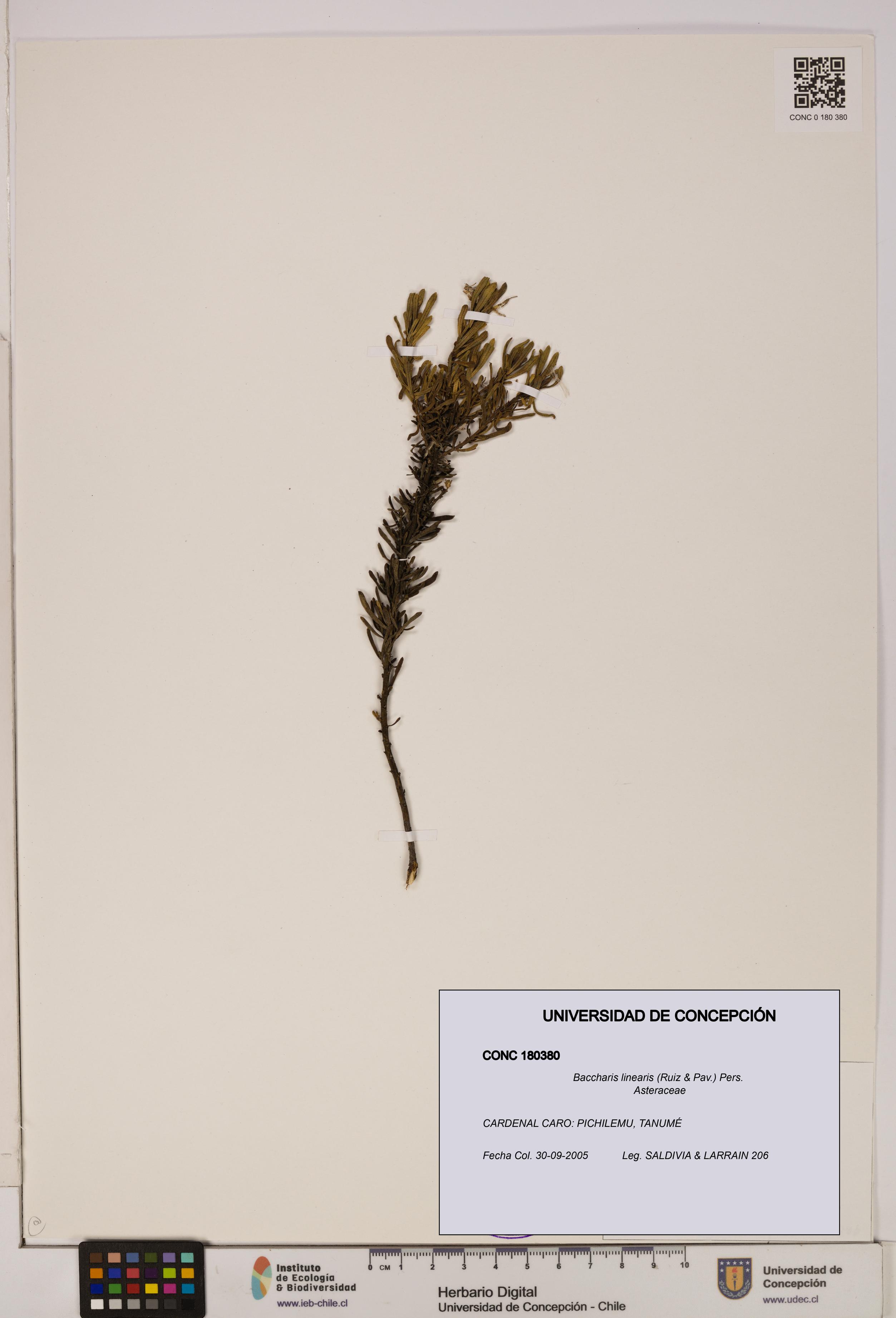 Baccharis linearis [Espécimen: UDEC:CONC:0180380]