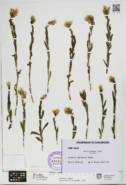 Senecio monttianus [Espécimen: UDEC:CONC:0180381]