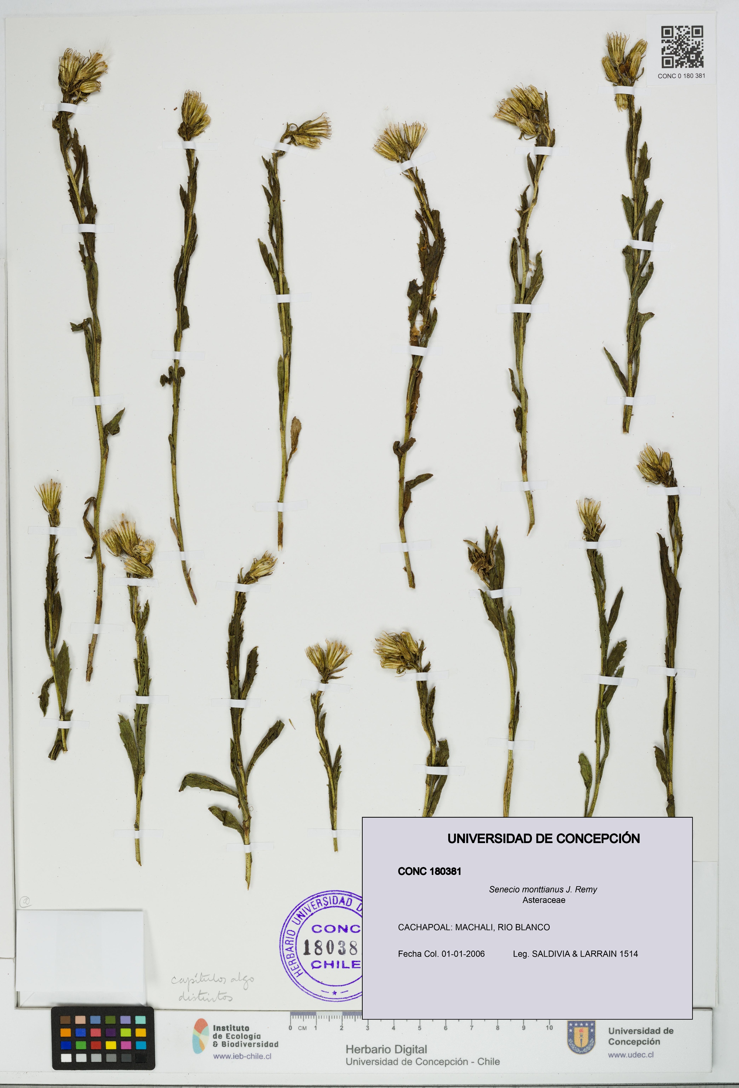 Senecio monttianus [Espécimen: UDEC:CONC:0180381]