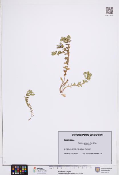 Triptilion spinosum [Espécimen: ]