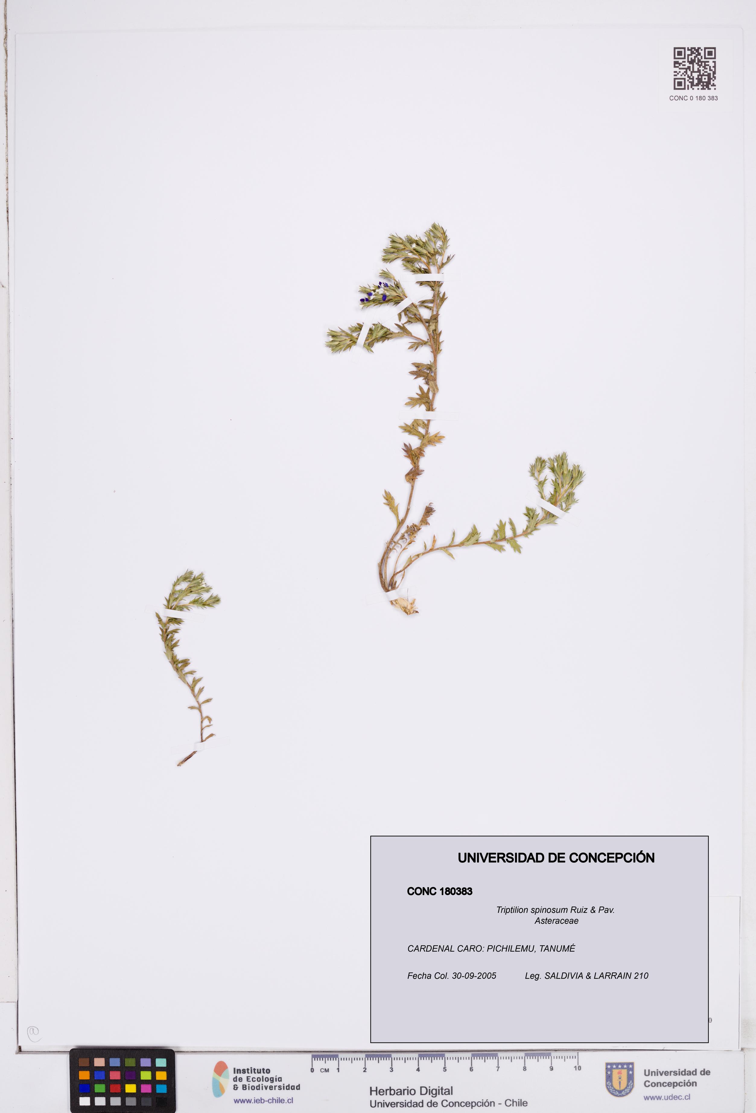 Triptilion spinosum [Espécimen: ]