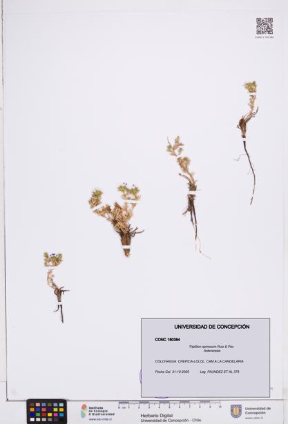 Triptilion spinosum [Espécimen: ]