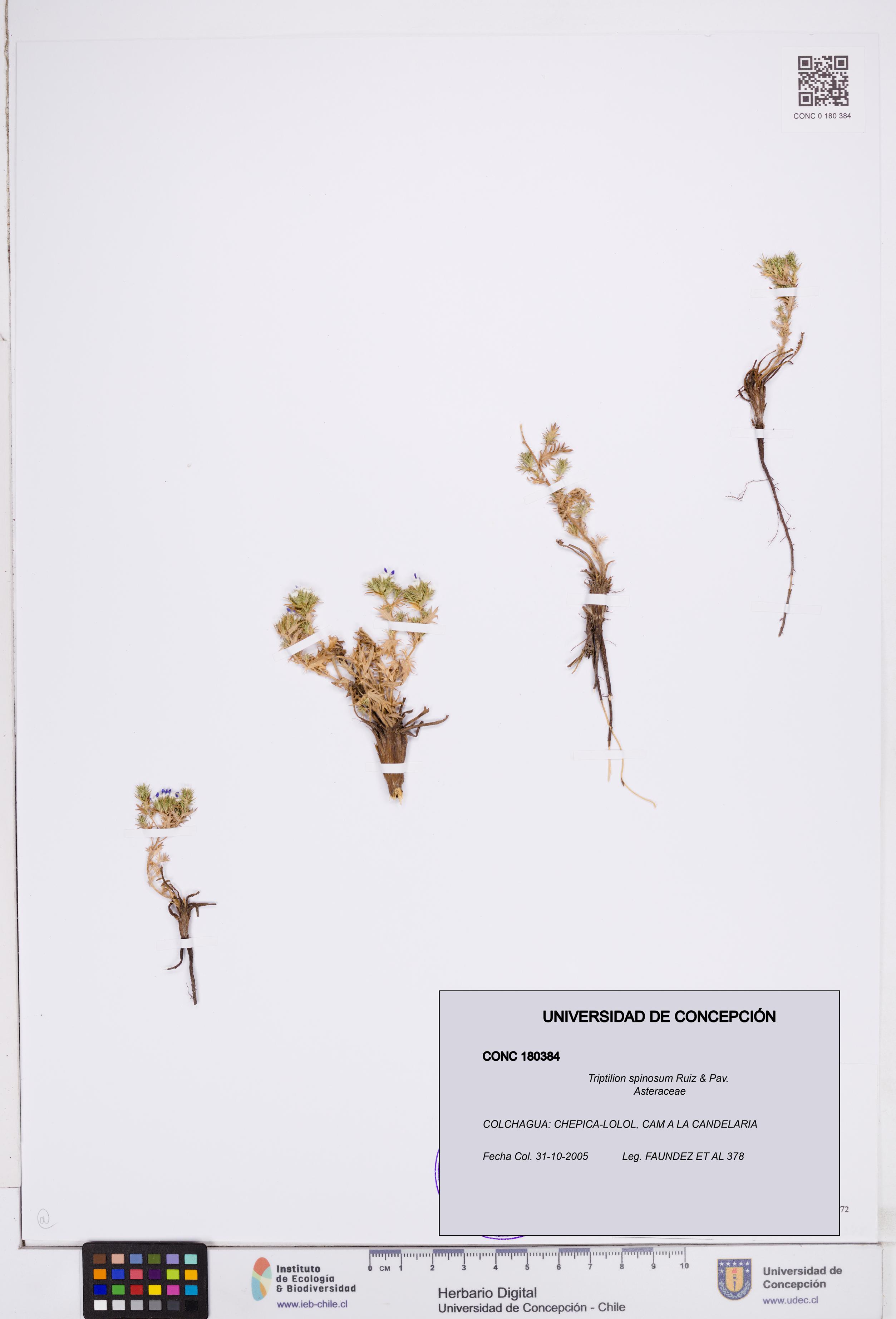 Triptilion spinosum [Espécimen: ]