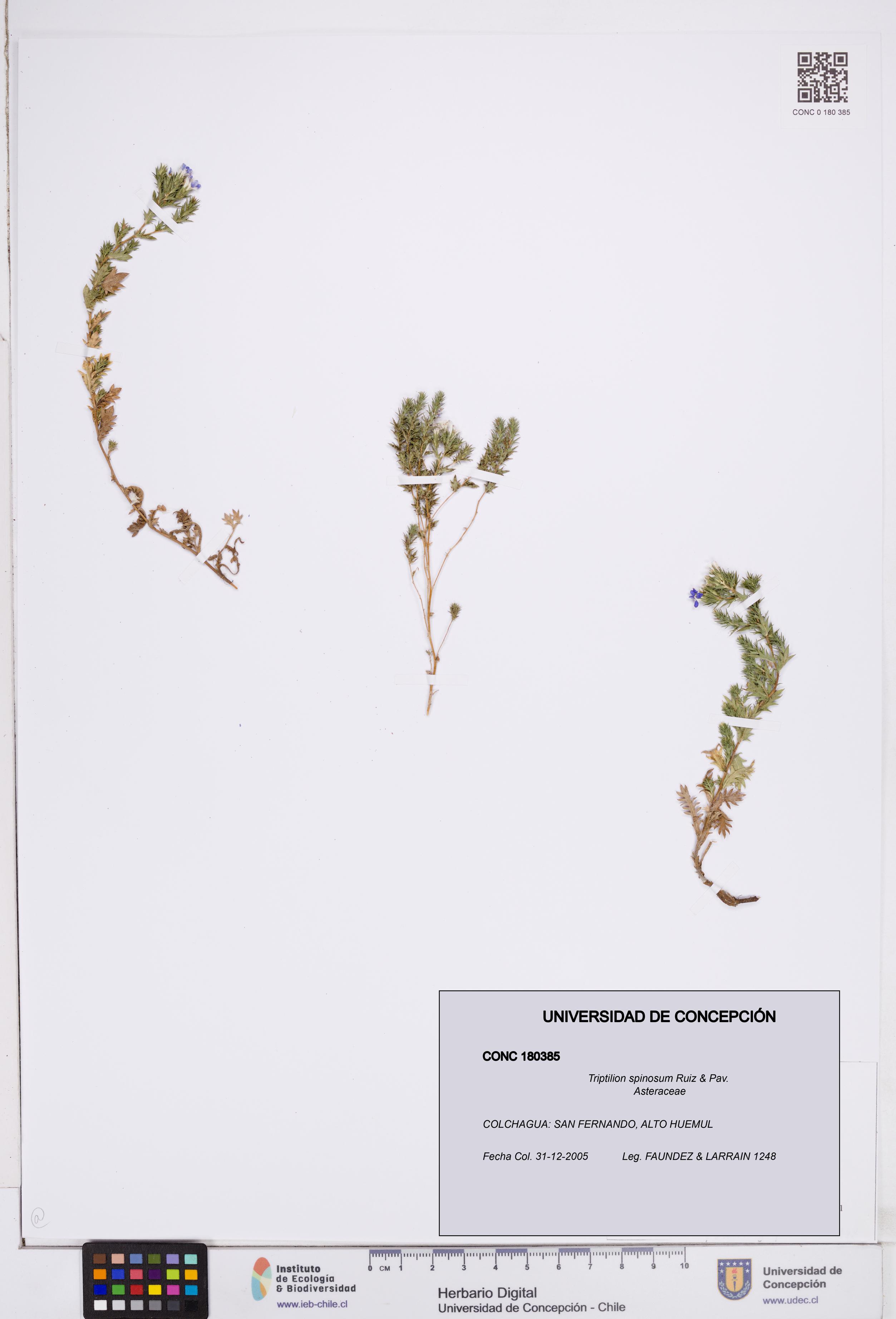 Triptilion spinosum [Espécimen: ]