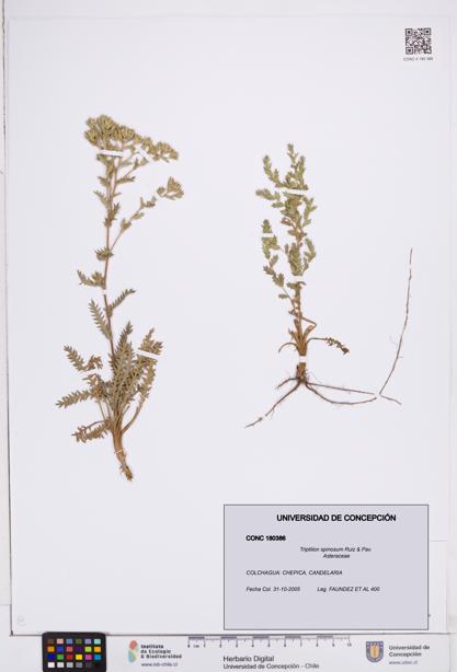 Triptilion spinosum [Espécimen: ]