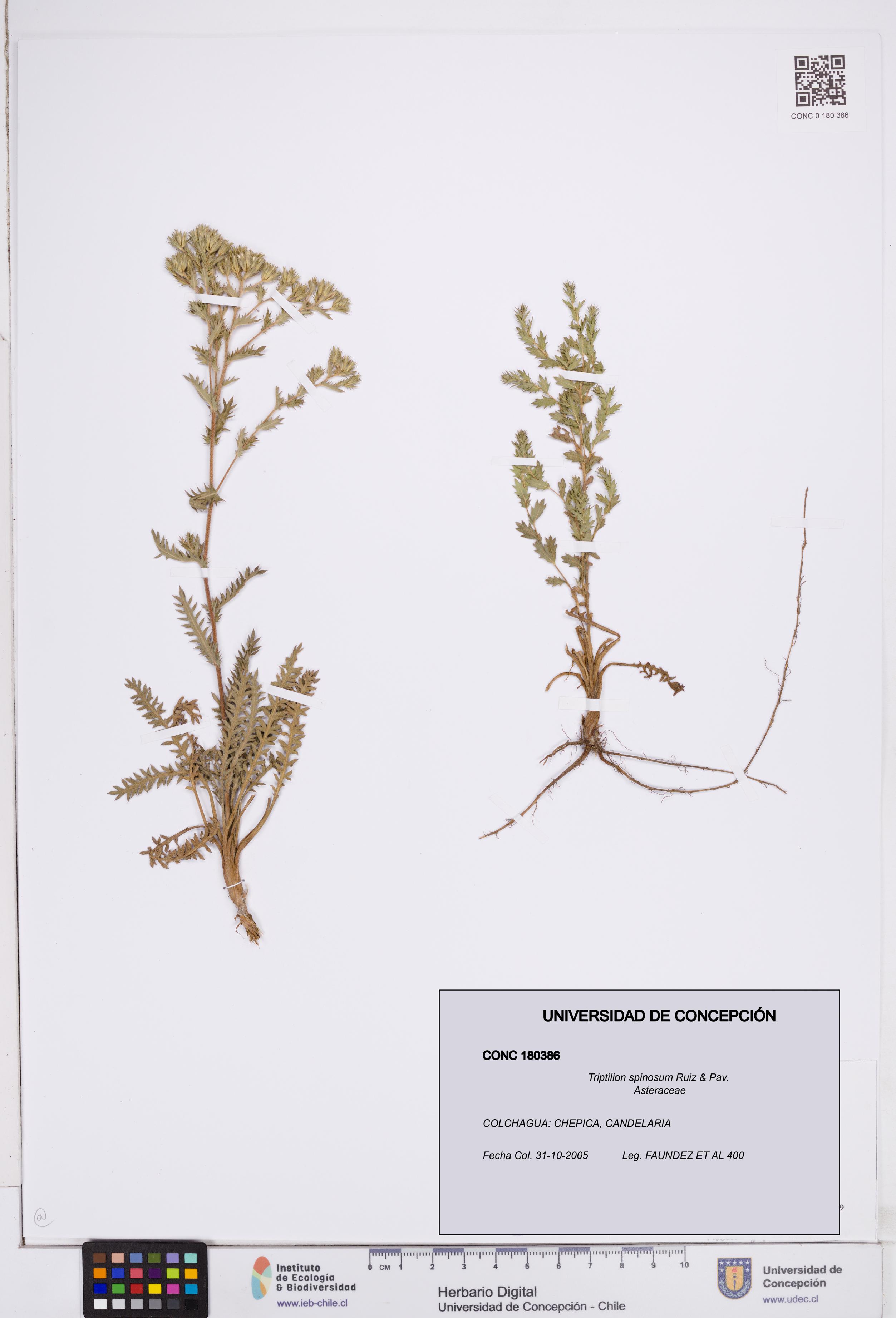 Triptilion spinosum [Espécimen: ]