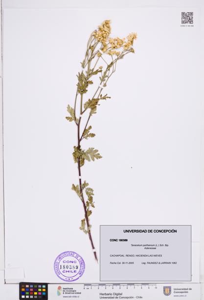 Tanacetum parthenium [Espécimen: ]