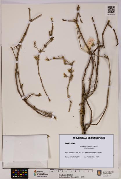 Frankenia chilensis [Espécimen: UDEC:CONC:0180411]