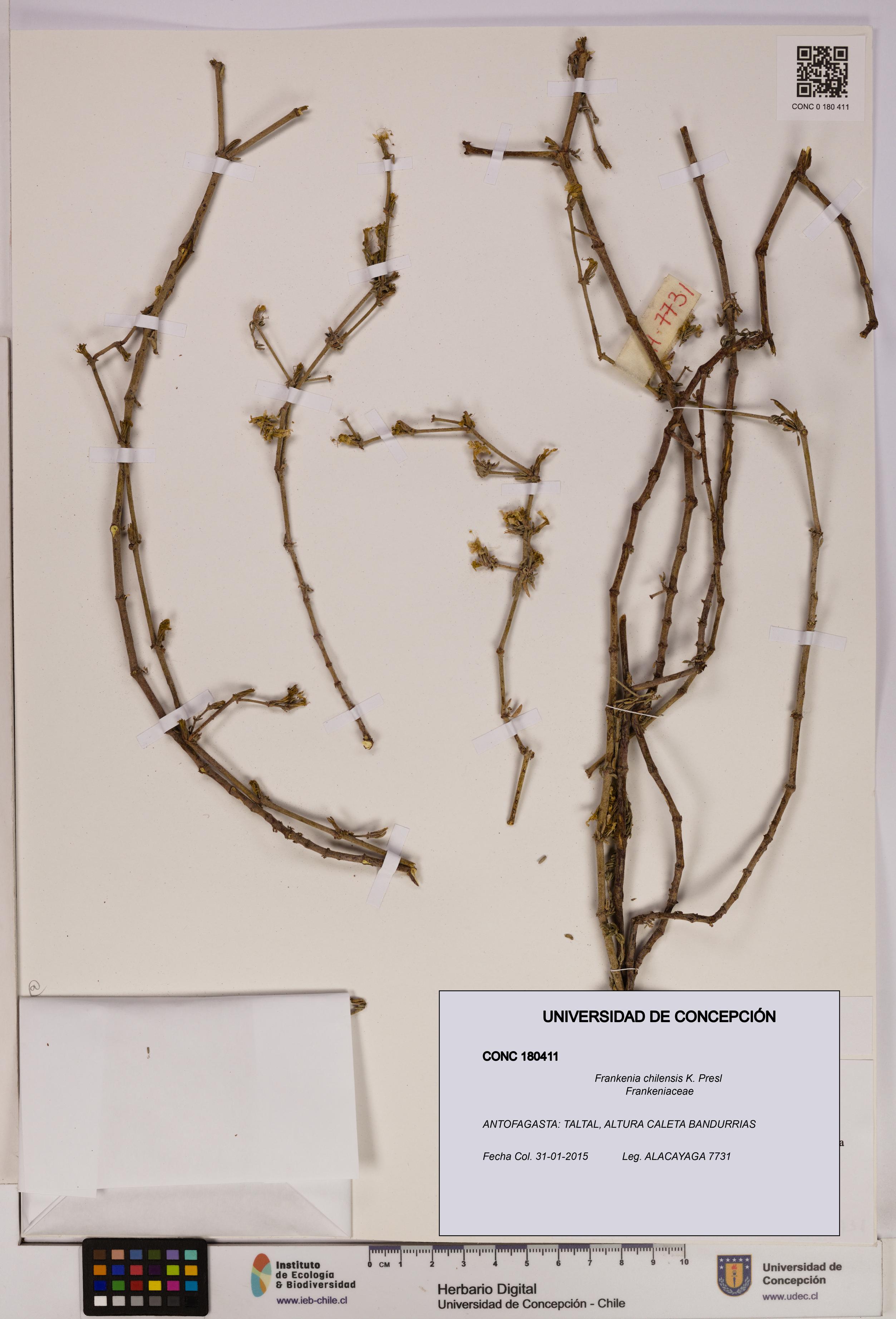 Frankenia chilensis [Espécimen: UDEC:CONC:0180411]