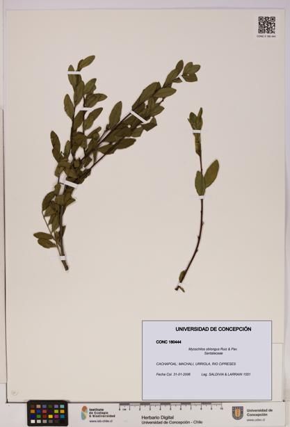 Myoschilos oblongus [Espécimen: UDEC:CONC:0180444]