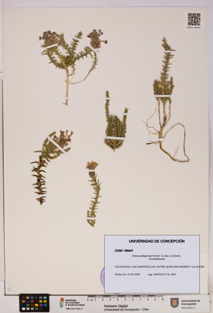 Arjona patagonica [Espécimen: UDEC:CONC:0180447]