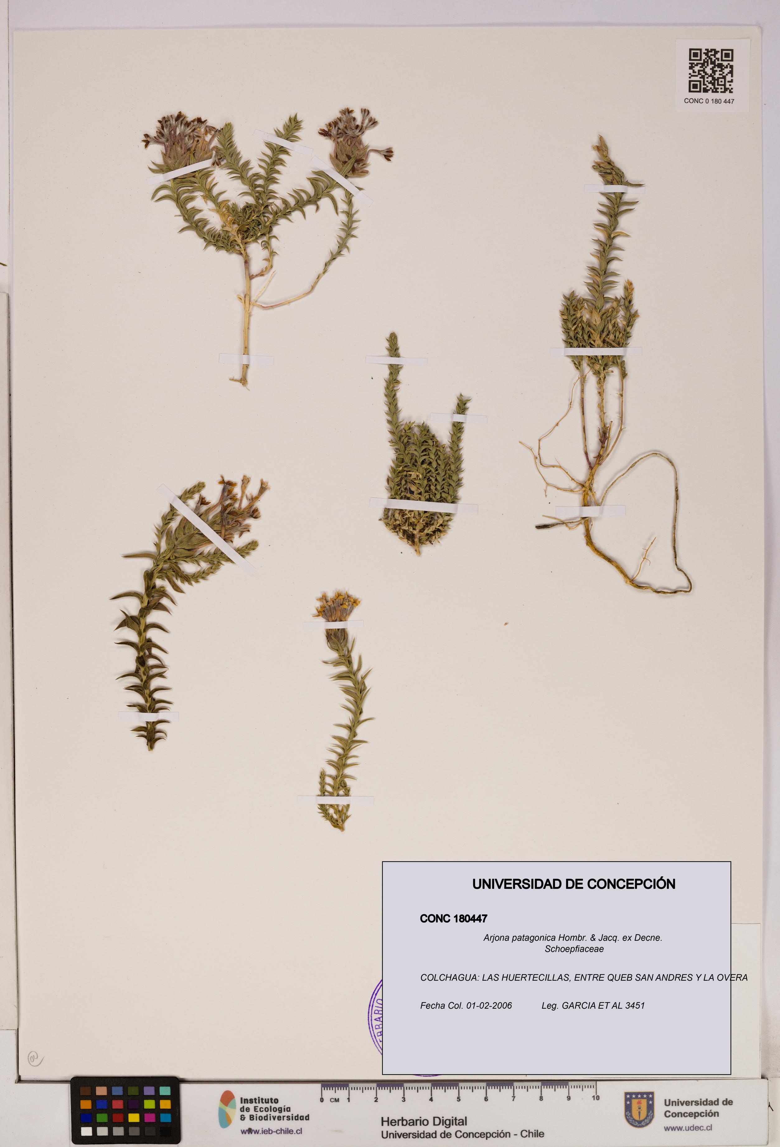 Arjona patagonica [Espécimen: UDEC:CONC:0180447]