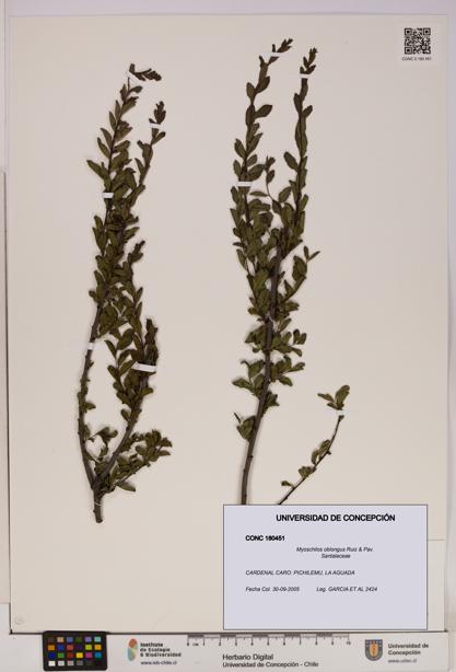 Myoschilos oblongus [Espécimen: UDEC:CONC:0180451]