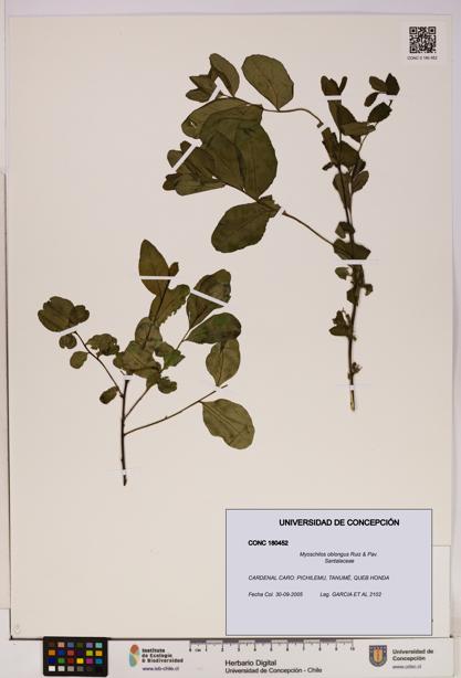 Myoschilos oblongus [Espécimen: UDEC:CONC:0180452]