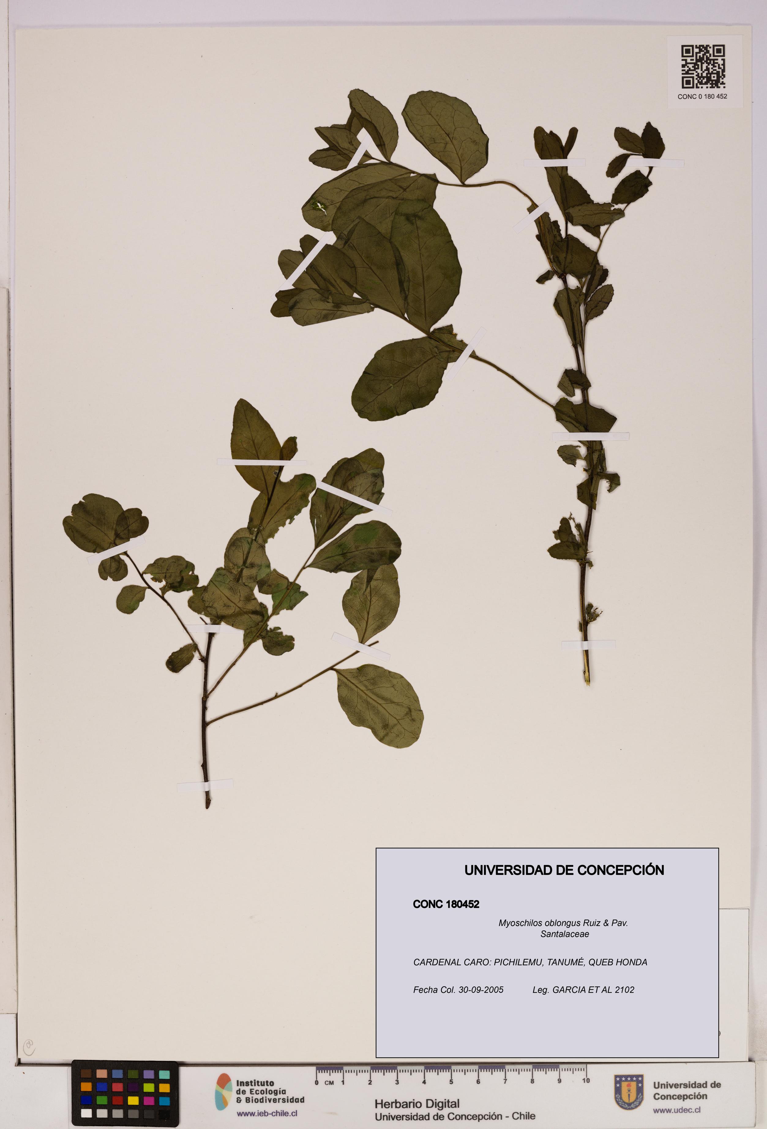 Myoschilos oblongus [Espécimen: UDEC:CONC:0180452]