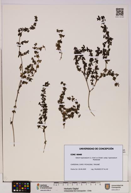 Galium hypocarpium subsp. hypocarpium [Espécimen: UDEC:CONC:0180465]
