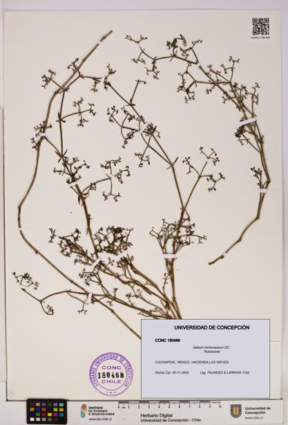 Galium trichocarpum [Espécimen: UDEC:CONC:0180468]