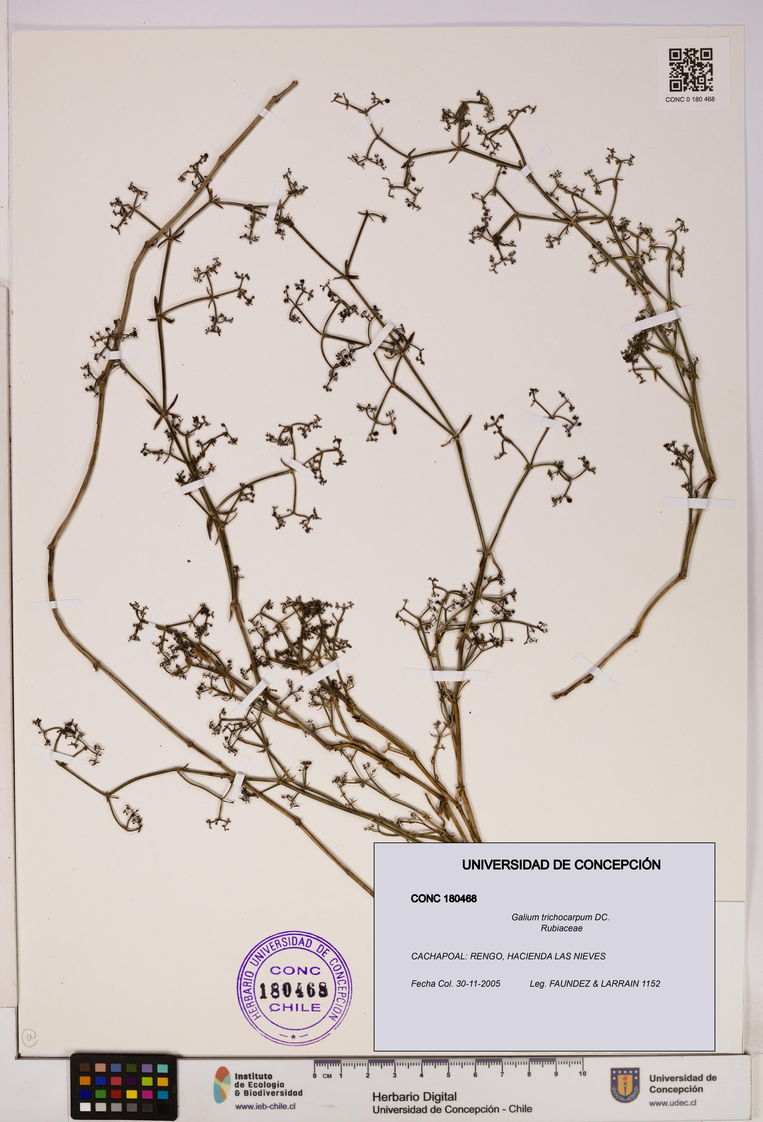 Galium trichocarpum [Espécimen: UDEC:CONC:0180468]