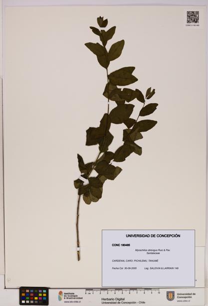 Myoschilos oblongus [Espécimen: UDEC:CONC:0180485]