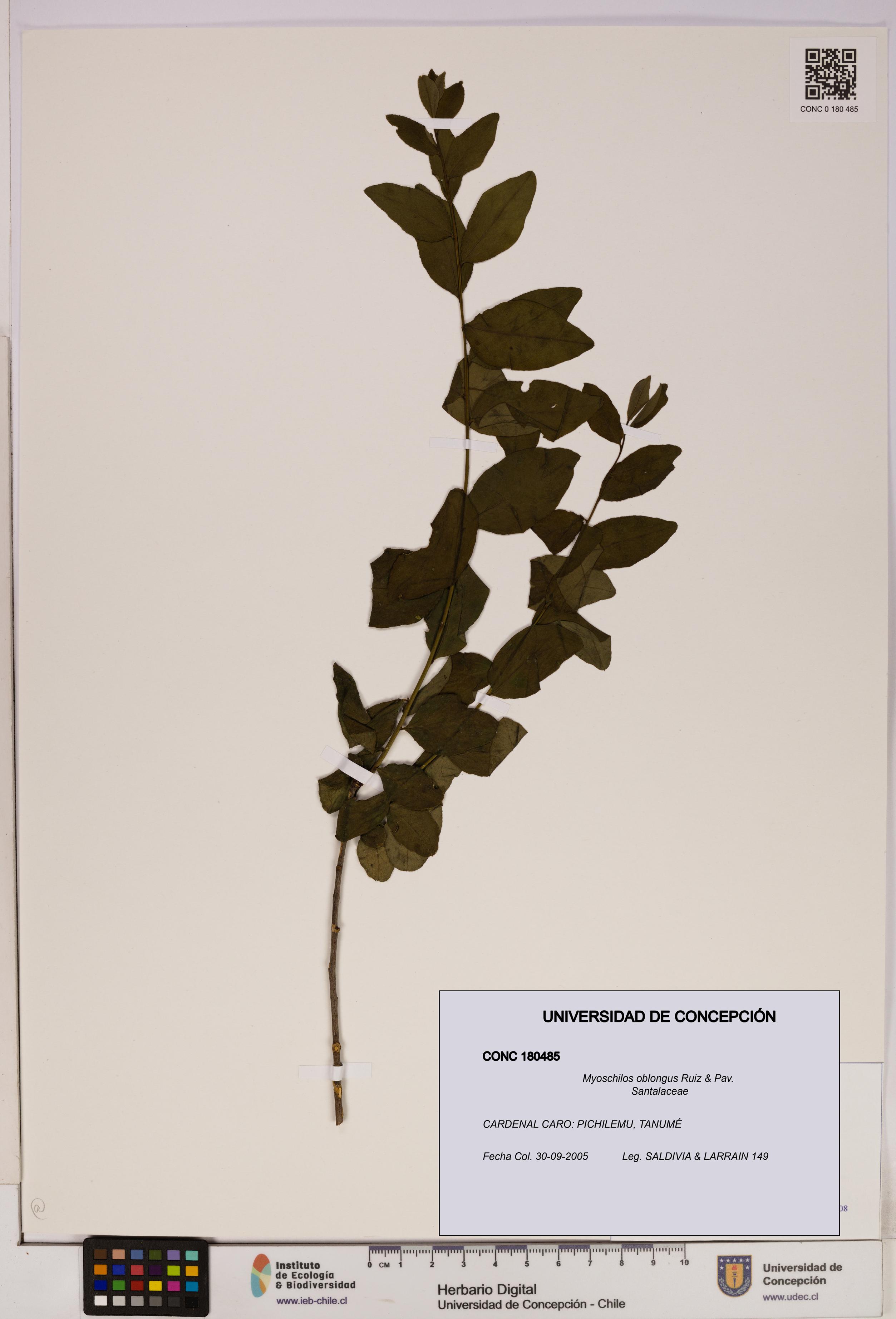 Myoschilos oblongus [Espécimen: UDEC:CONC:0180485]