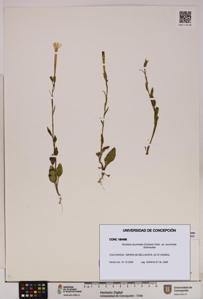 Nicotiana acuminata [Espécimen: UDEC:CONC:0180488]