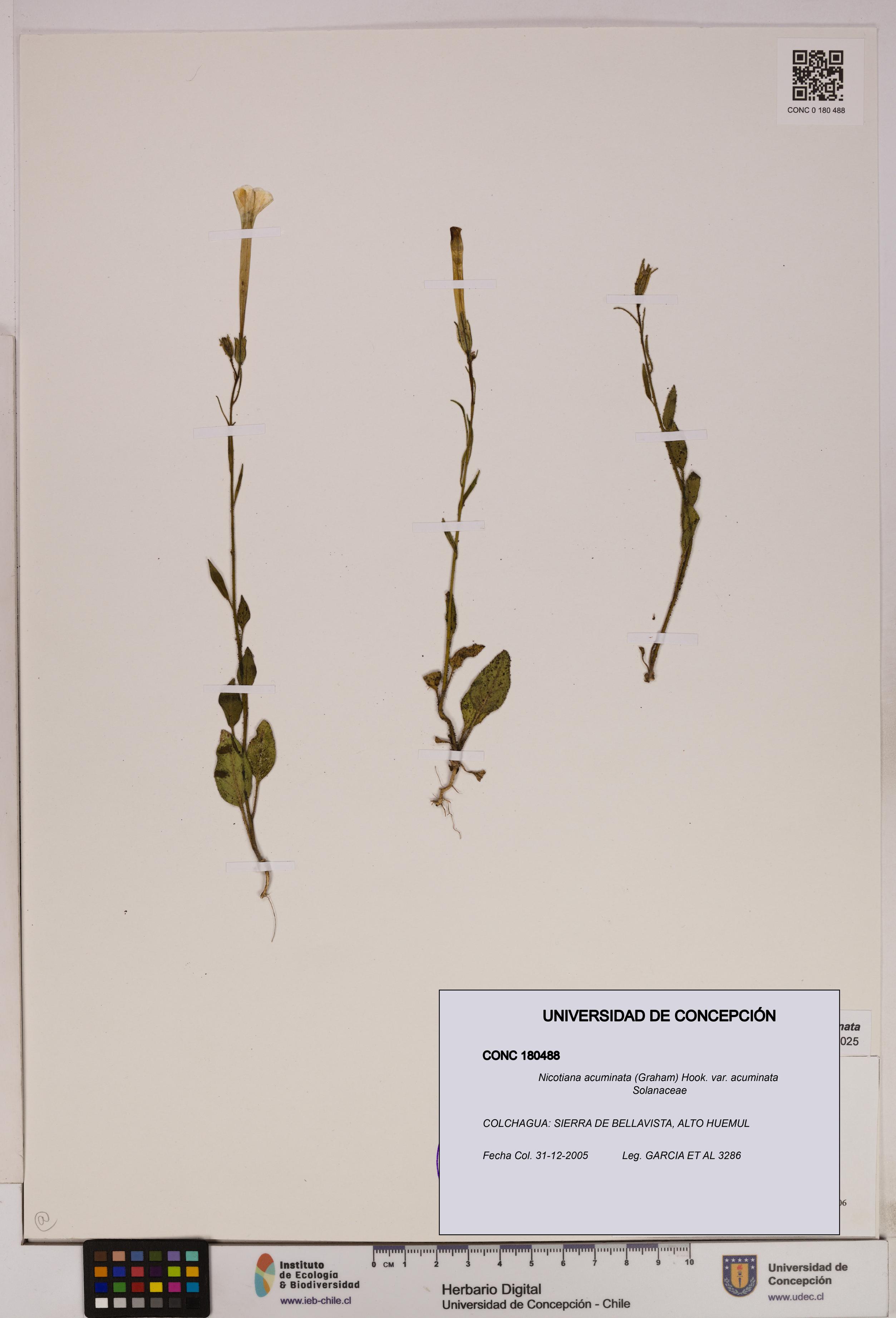 Nicotiana acuminata [Espécimen: UDEC:CONC:0180488]