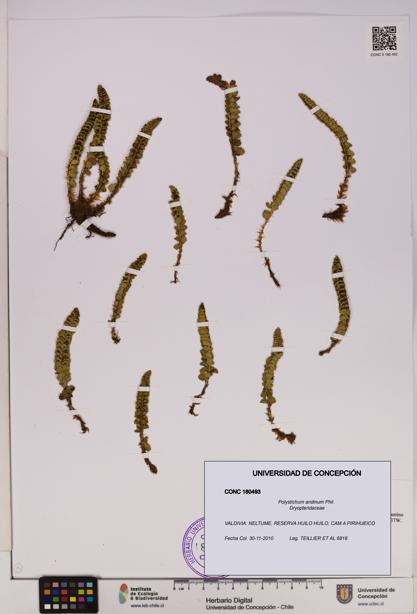 Polystichum andinum [Espécimen: UDEC:CONC:0180493]