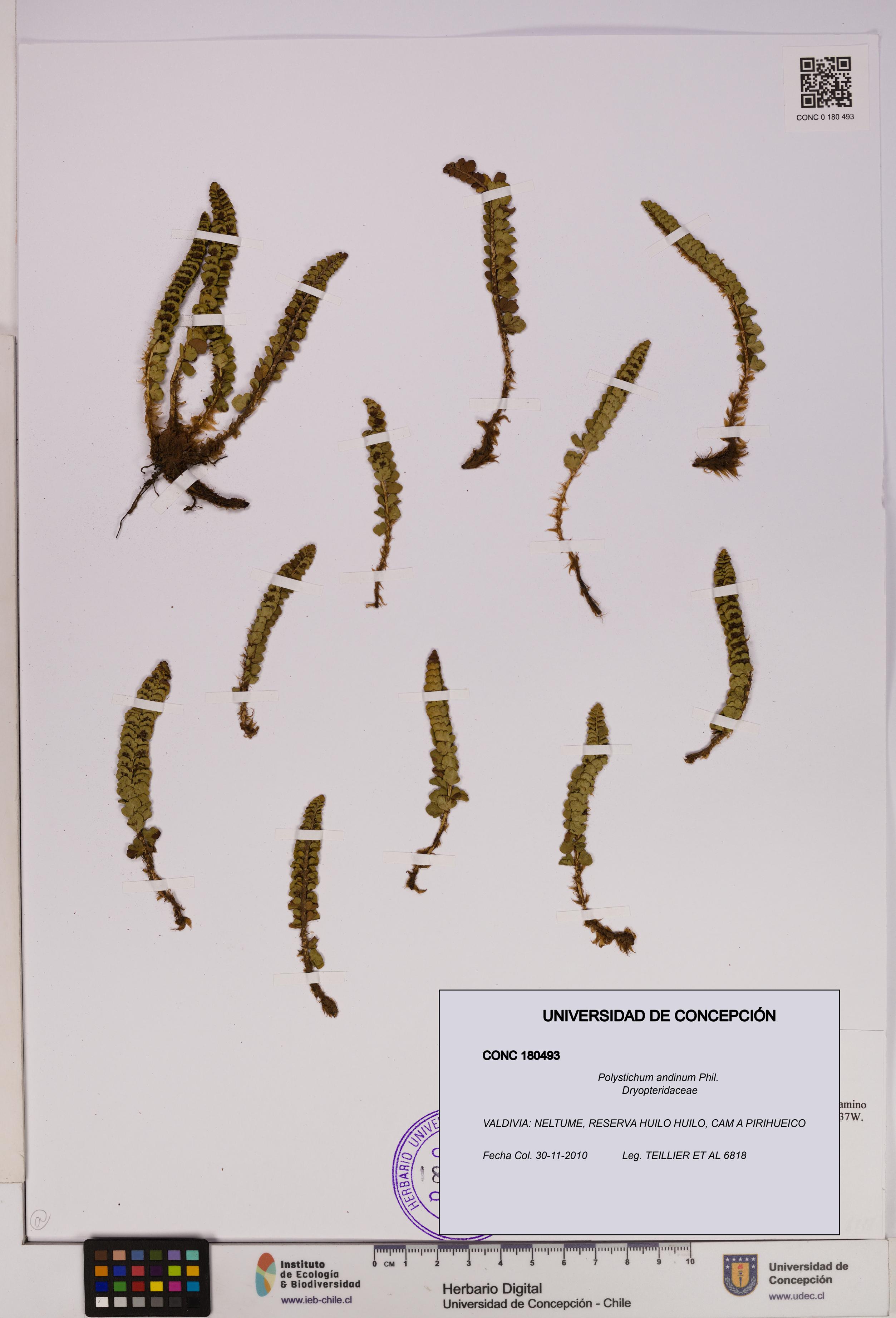 Polystichum andinum [Espécimen: UDEC:CONC:0180493]