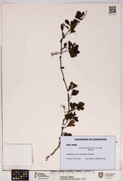 Cissus striata var. striata [Espécimen: UDEC:CONC:0180504]