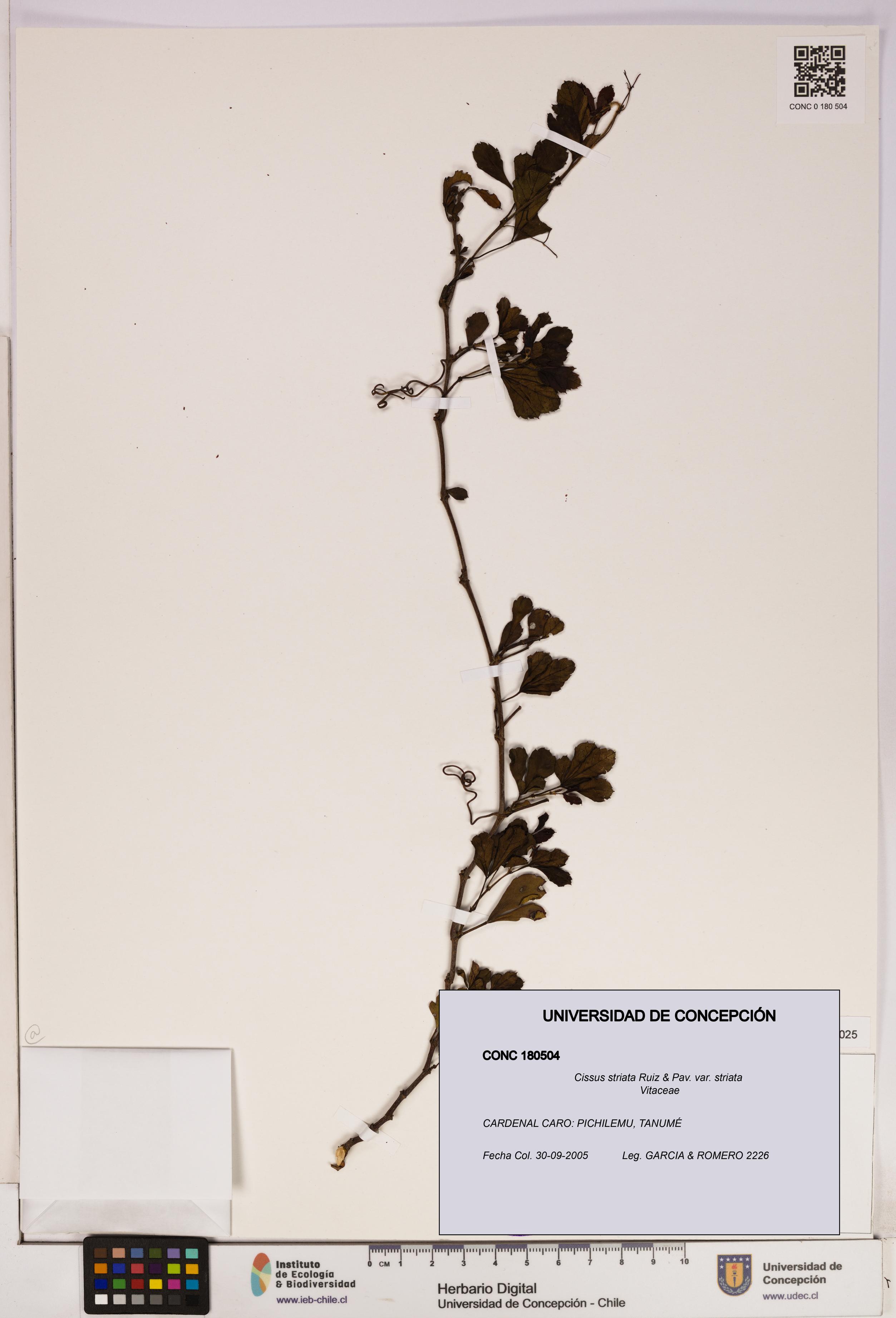 Cissus striata var. striata [Espécimen: UDEC:CONC:0180504]