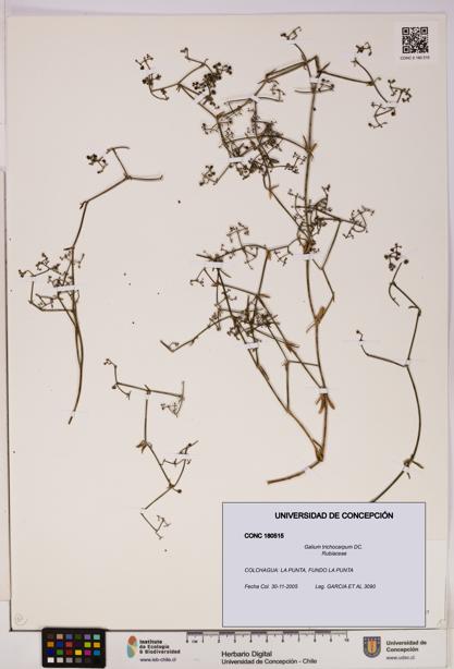 Galium trichocarpum [Espécimen: UDEC:CONC:0180515]