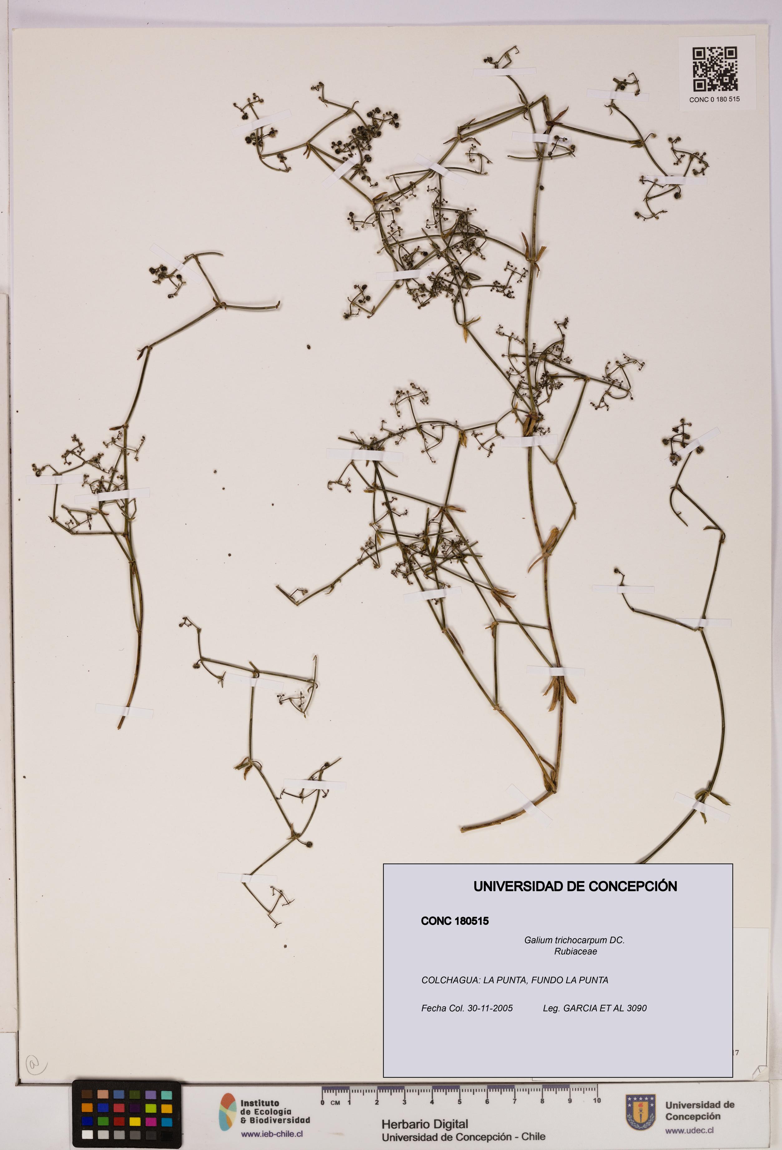 Galium trichocarpum [Espécimen: UDEC:CONC:0180515]