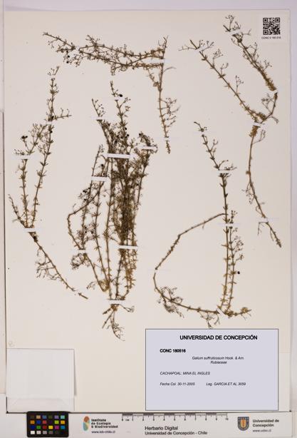 Galium suffruticosum [Espécimen: UDEC:CONC:0180516]