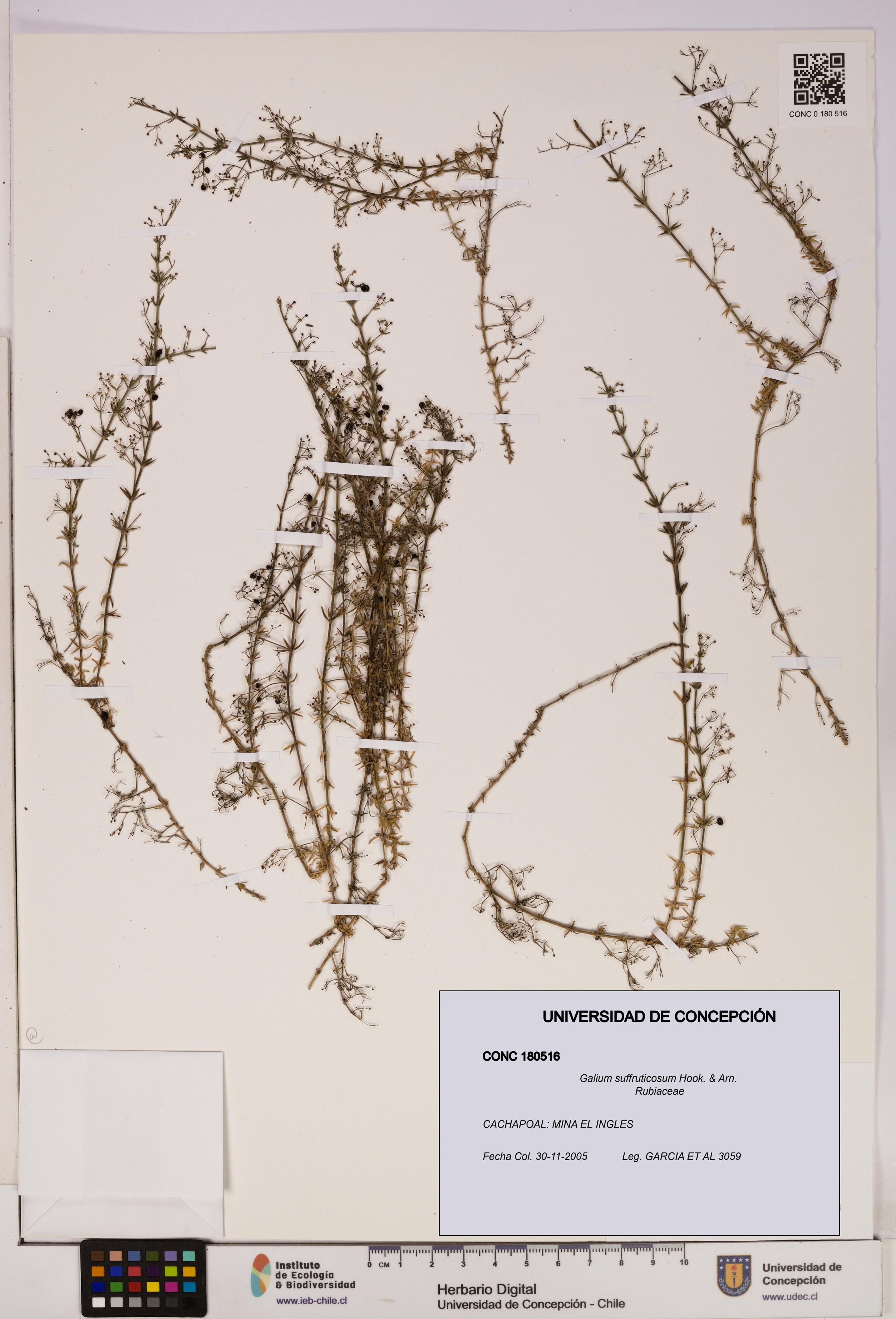Galium suffruticosum [Espécimen: UDEC:CONC:0180516]