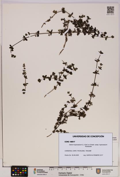 Galium hypocarpium subsp. hypocarpium [Espécimen: UDEC:CONC:0180517]