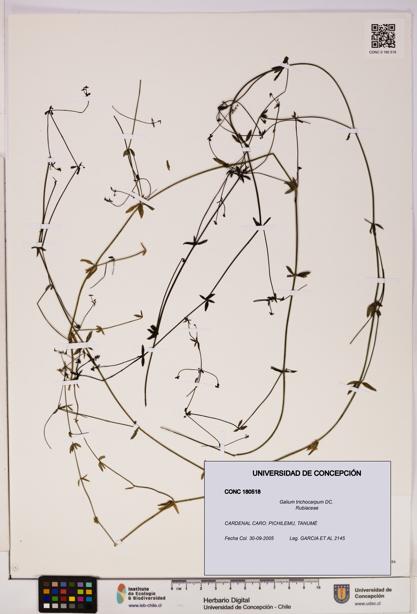 Galium trichocarpum [Espécimen: UDEC:CONC:0180518]