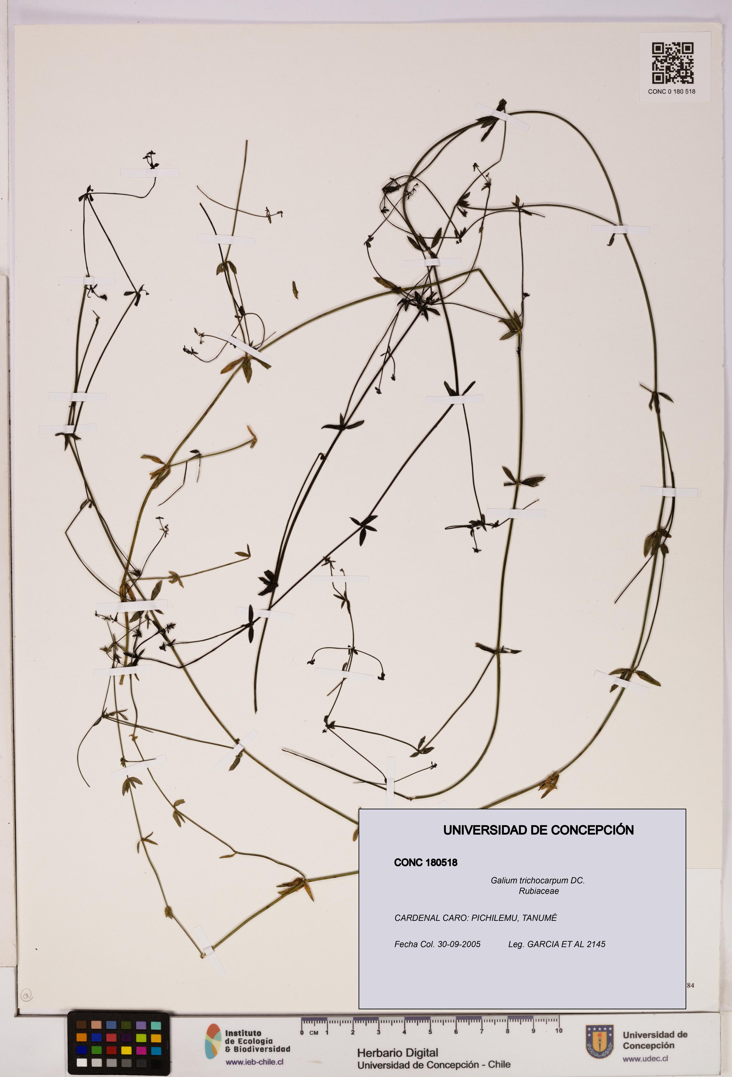 Galium trichocarpum [Espécimen: UDEC:CONC:0180518]