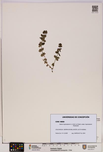 Galium hypocarpium subsp. hypocarpium [Espécimen: UDEC:CONC:0180520]