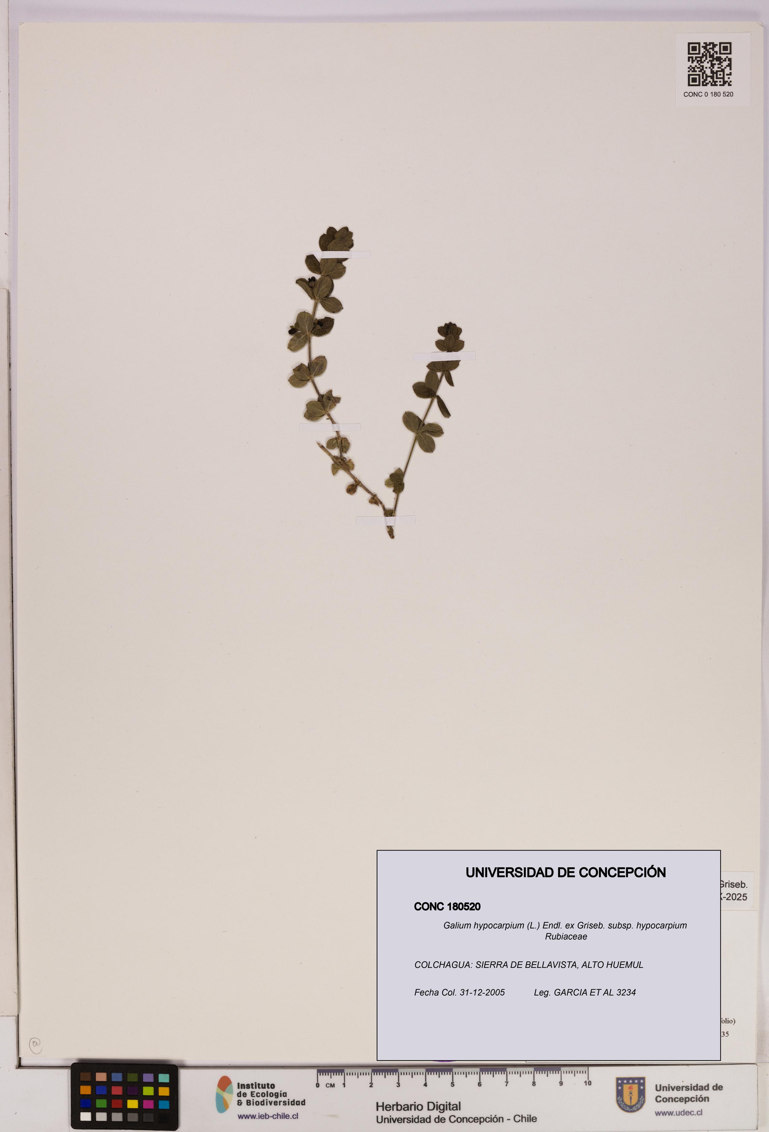 Galium hypocarpium subsp. hypocarpium [Espécimen: UDEC:CONC:0180520]