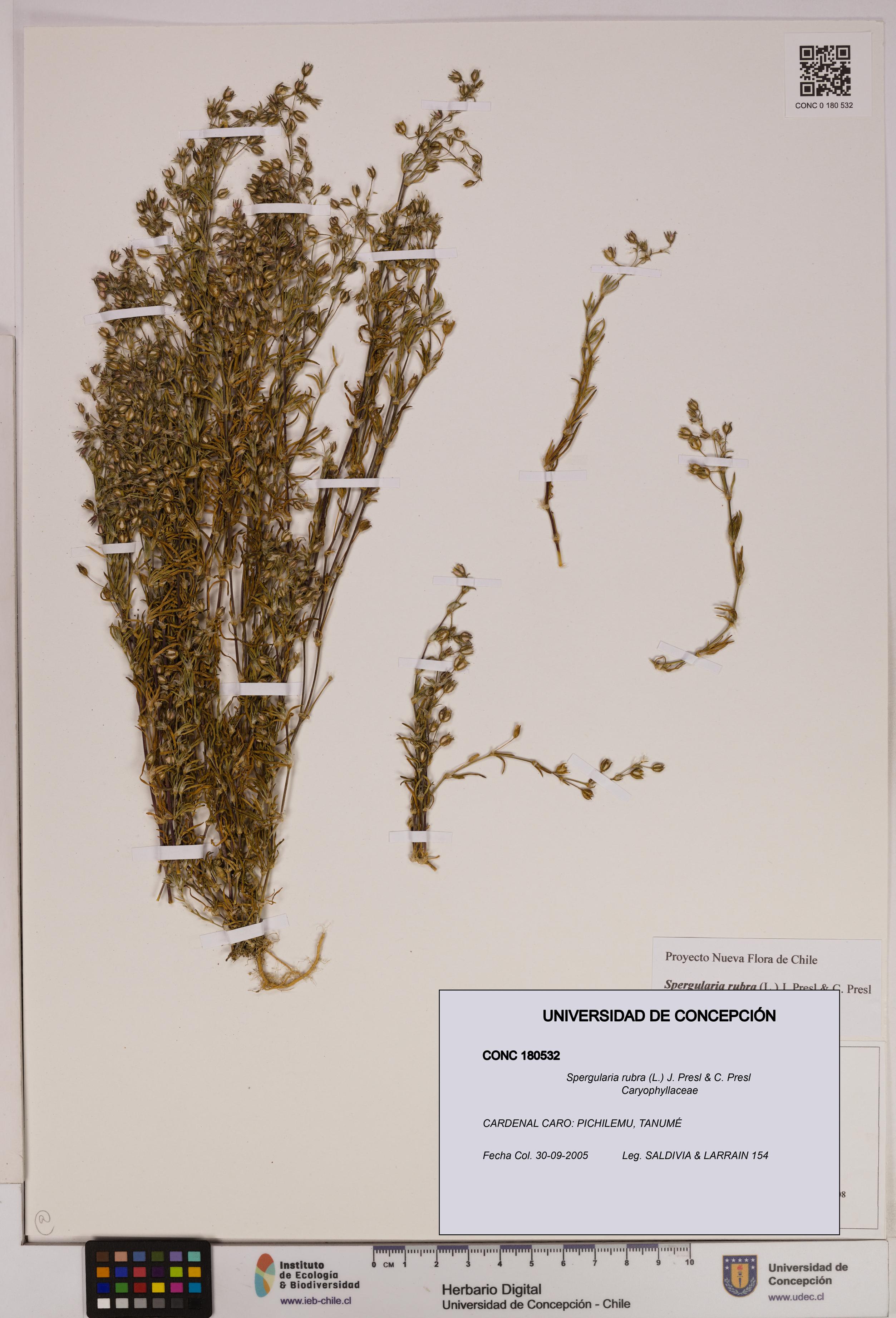 Spergularia rubra [Espécimen: UDEC:CONC:0180532]