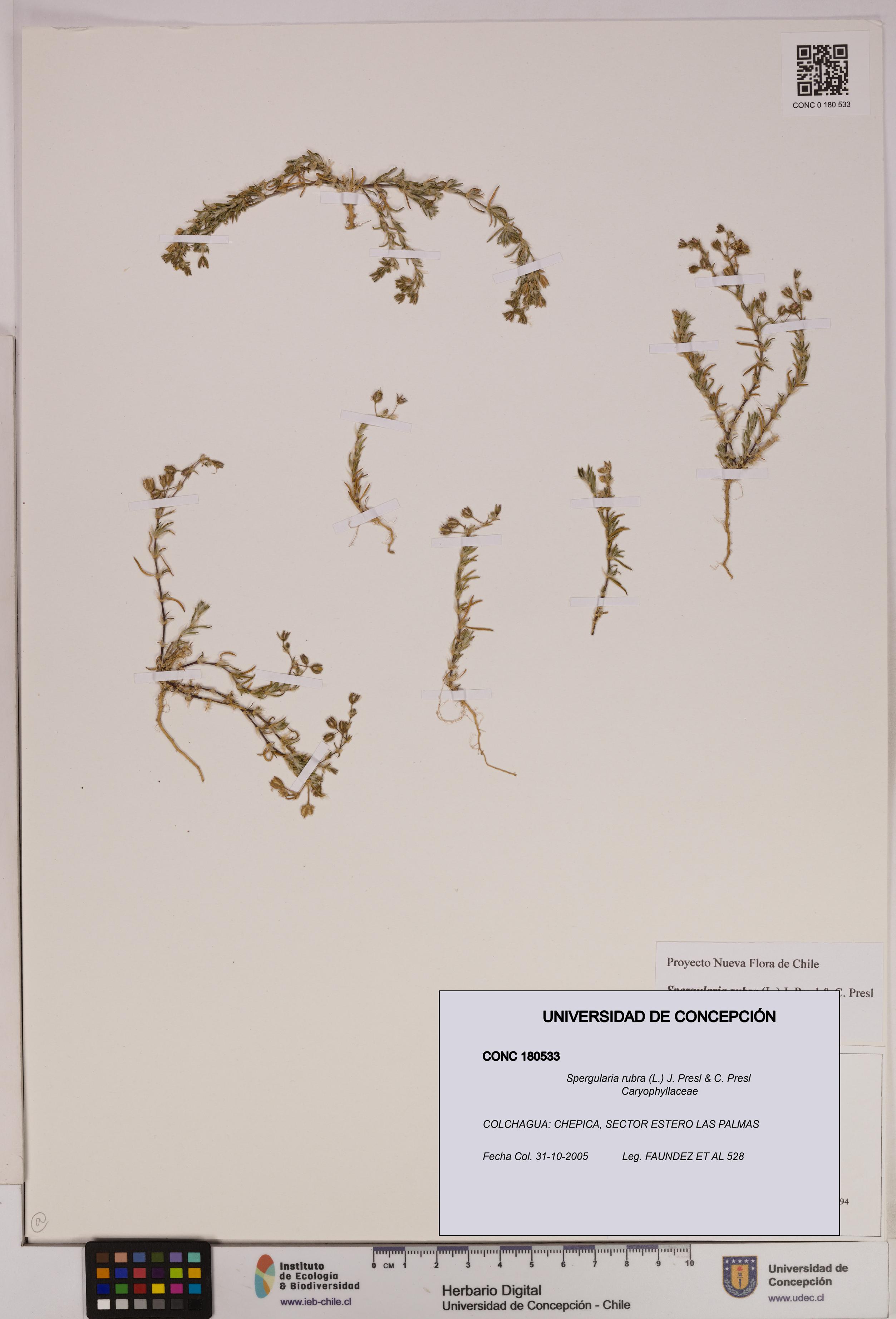 Spergularia rubra [Espécimen: UDEC:CONC:0180533]