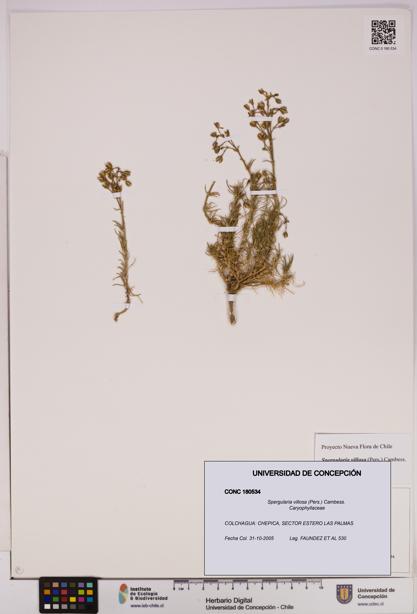 Spergularia villosa [Espécimen: UDEC:CONC:0180534]
