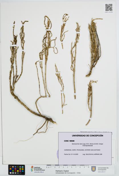 Sarcocornia neei [Espécimen: UDEC:CONC:0180546]