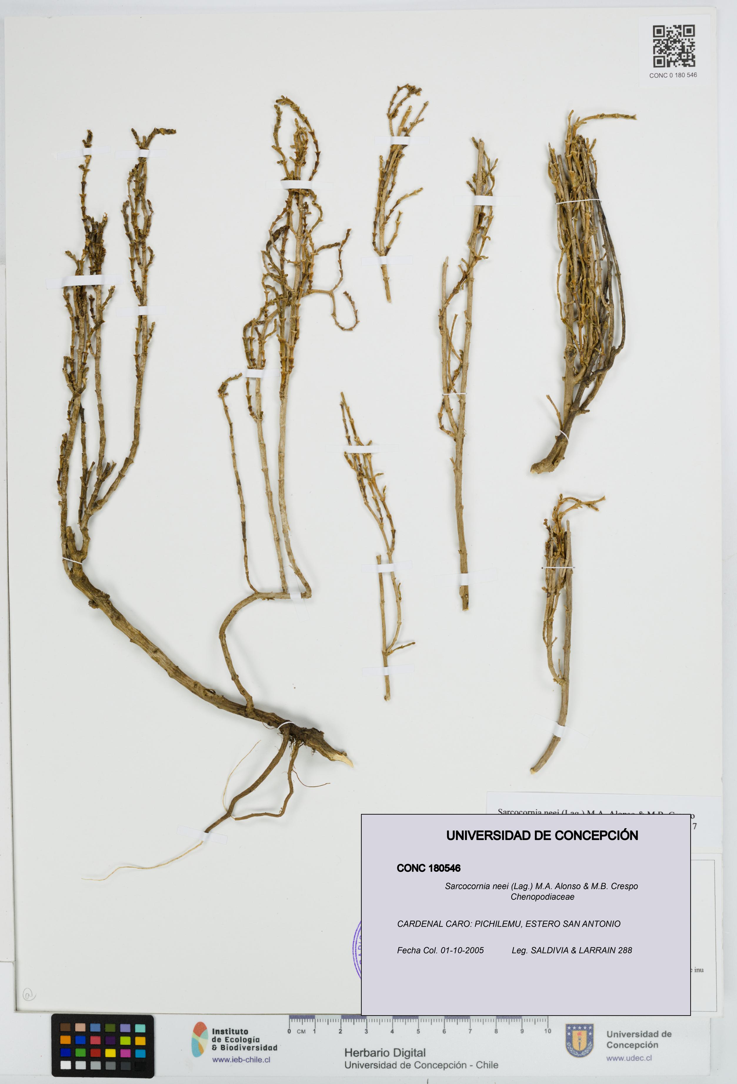 Sarcocornia neei [Espécimen: UDEC:CONC:0180546]