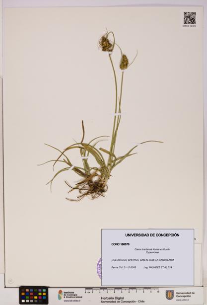 Carex bracteosa [Espécimen: UDEC:CONC:0180570]