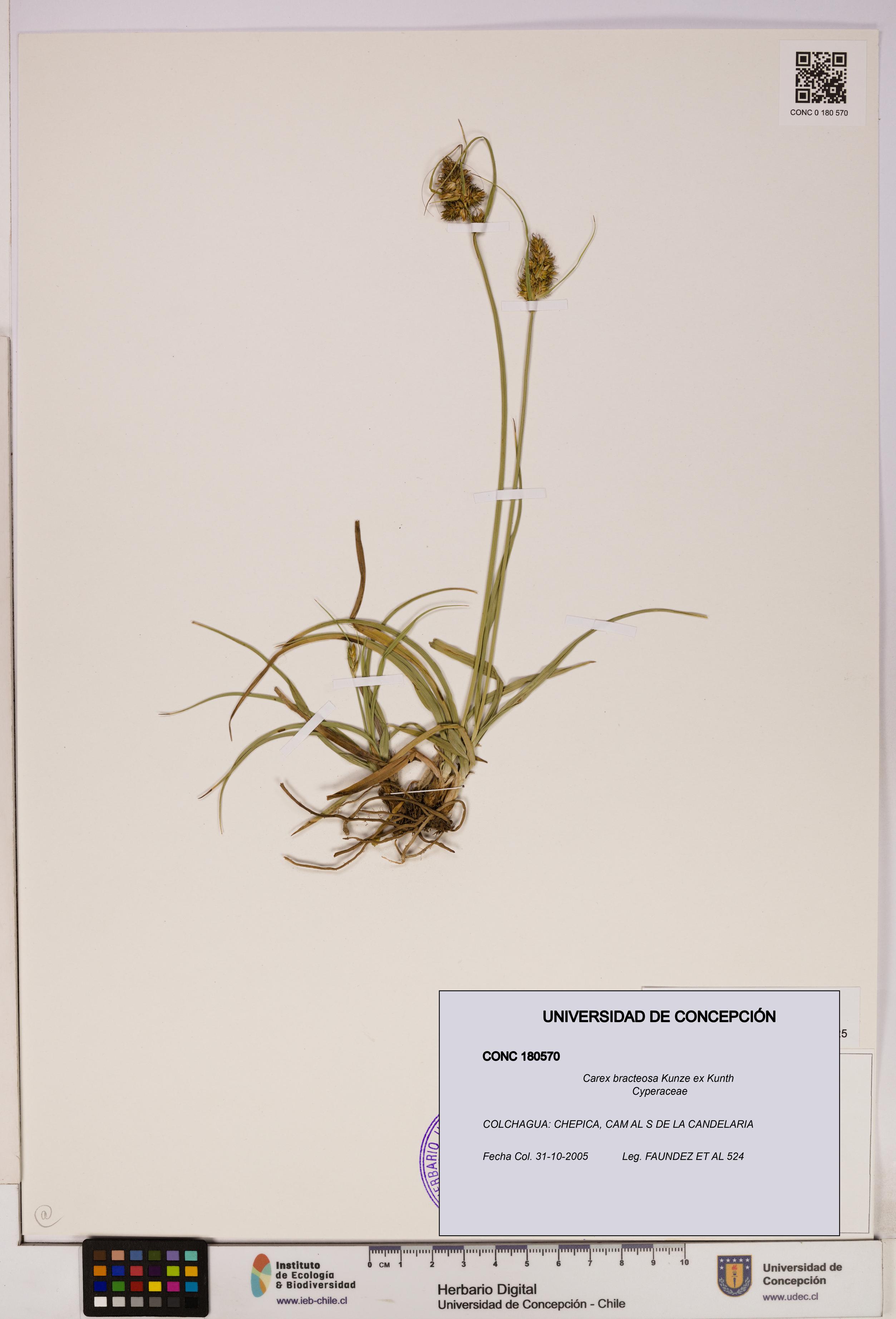 Carex bracteosa [Espécimen: UDEC:CONC:0180570]