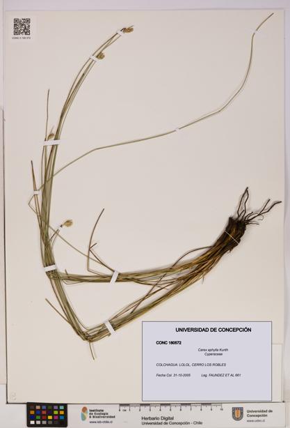 Carex aphylla [Espécimen: UDEC:CONC:0180572]