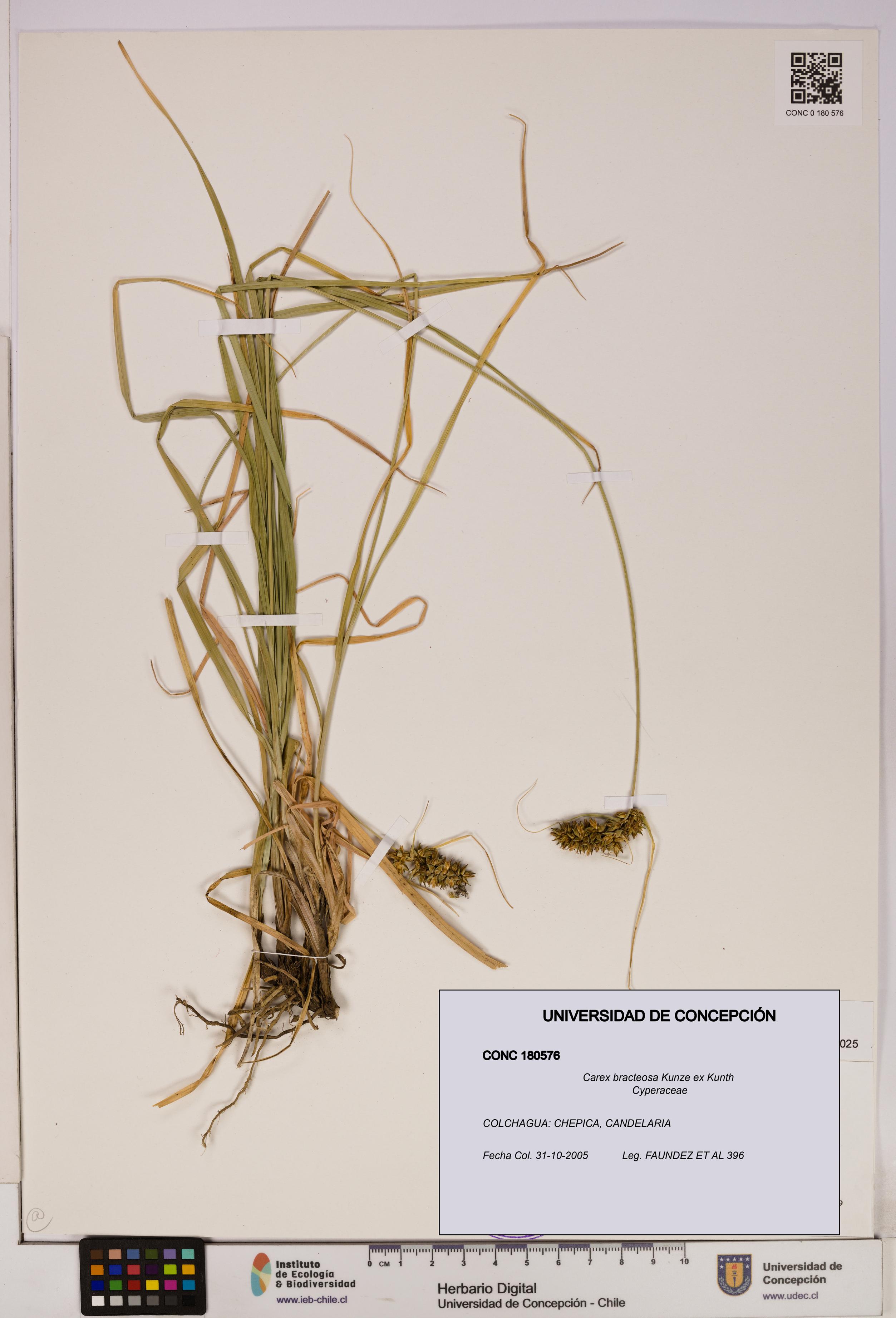 Carex bracteosa [Espécimen: UDEC:CONC:0180576]