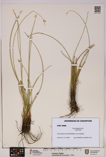 Carex aphylla [Espécimen: UDEC:CONC:0180582]
