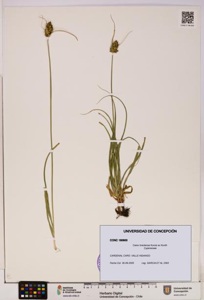 Carex bracteosa [Espécimen: UDEC:CONC:0180600]